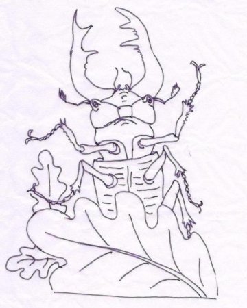 Жук олень раскраска