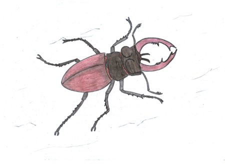 Жук олень раскраска