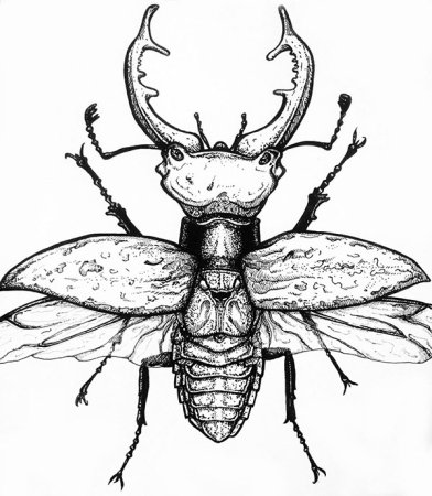 Жук олень раскраска