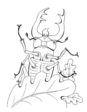 Жук олень раскраска