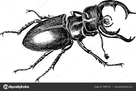 Жук олень раскрасить