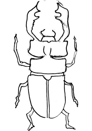 Жук олень контур