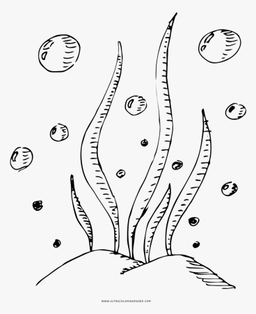 Водоросли карандашом