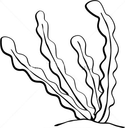 Водоросли раскраска