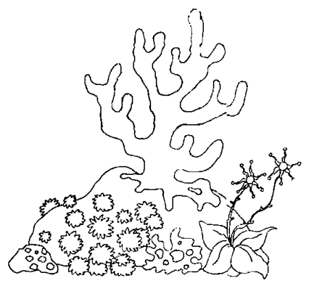 Водоросли для раскрашивания
