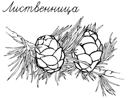 Шишка раскраска