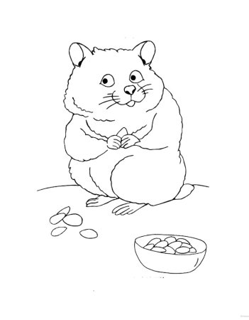 Хомяк раскраска для детей