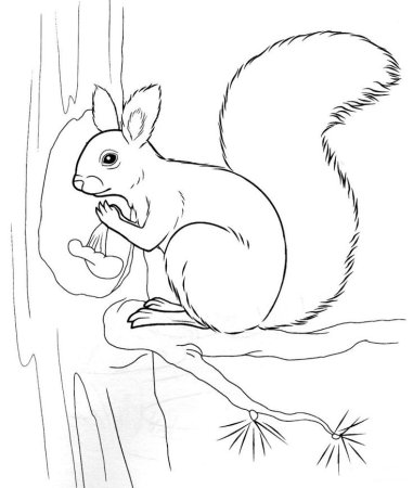 Белка с бельчатами раскраска для детей
