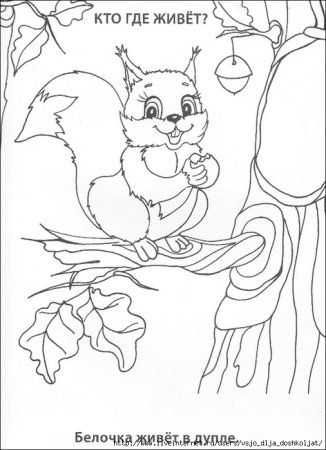 Белка на дереве раскраска для детей