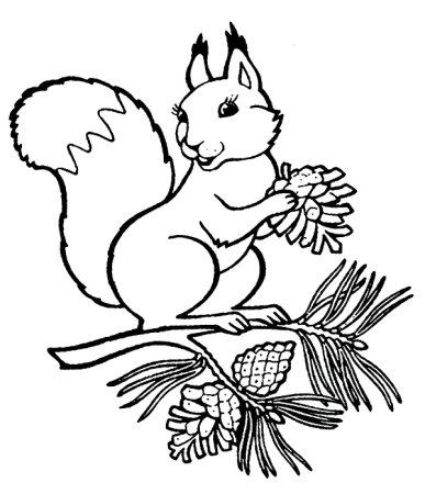Белка на ветке раскраска