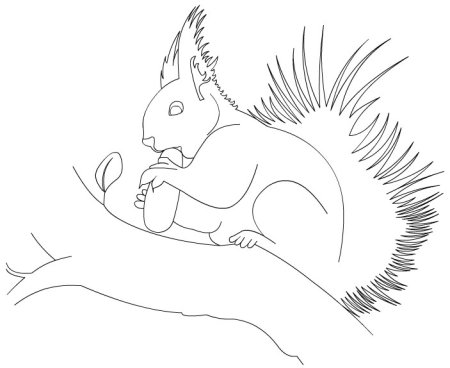 Белка на ветке рисунок