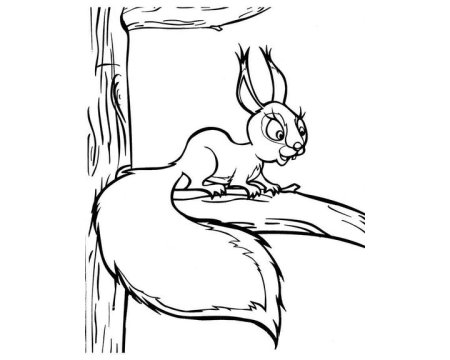 Белка рисунок для детей раскраска