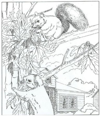 Белка на дереве раскраска