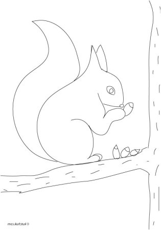 Белка раскраска для детей