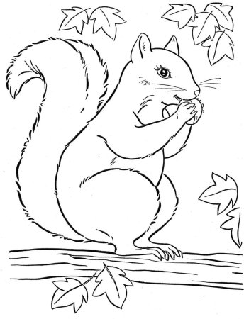 Белка на ветке раскраска