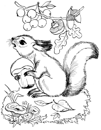 Белка на дереве раскраска