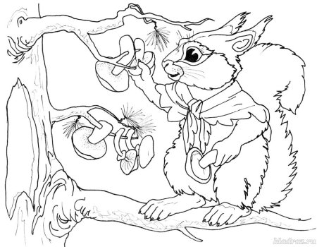 Раскраска Белочка