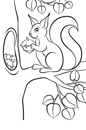 Белка на дереве раскраска