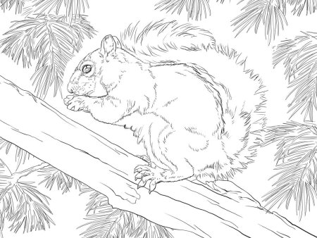 Раскраска белка с бельчатами лесу