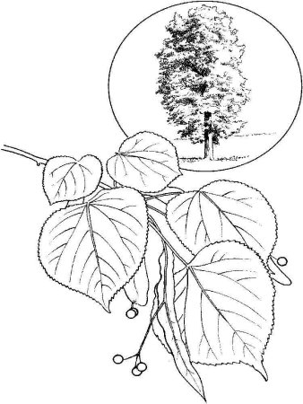 Липа сердцелистная рисунок