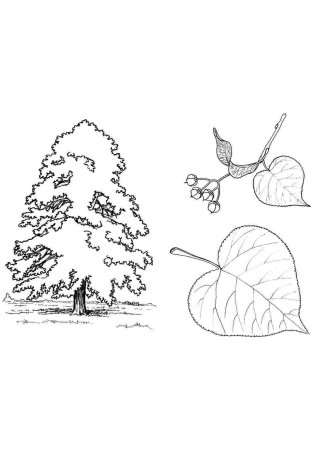 Липа раскраска