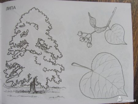 Лист липы контур