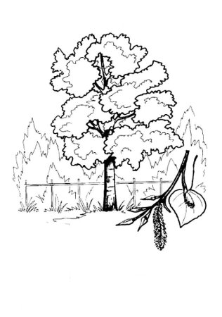 Лист липы раскраска