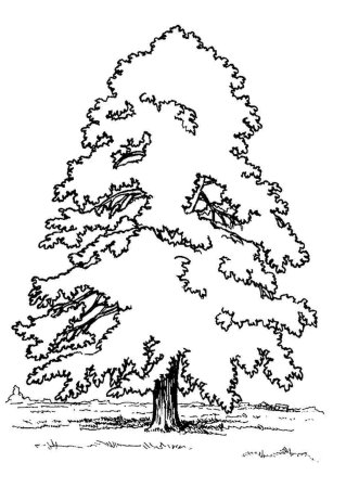 Лист липы раскраска для детей