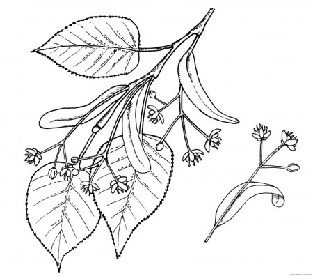 Липа мелколистная рисунок дерева