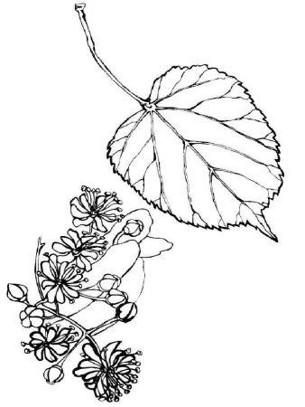 Дерево раскраска для детей