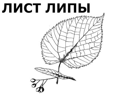 Береза раскраска