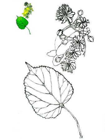 Контур листьев липы