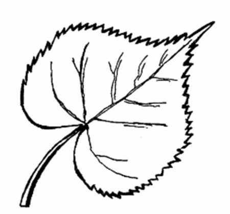Лист липы раскраска
