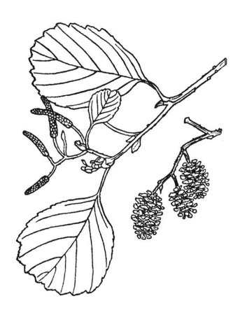 Лист липы рисунок