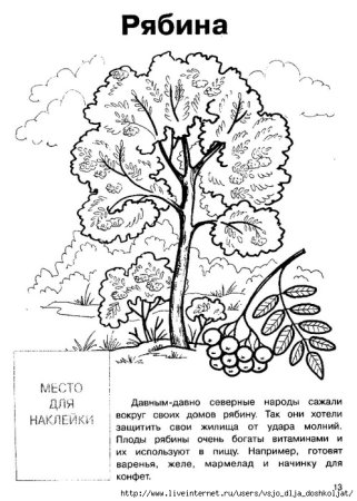 Дерево вяз раскраска для детей