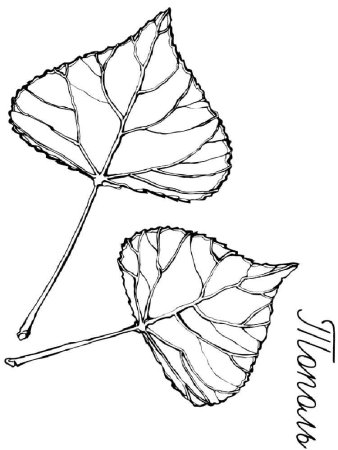 Лист липы для раскрашивания