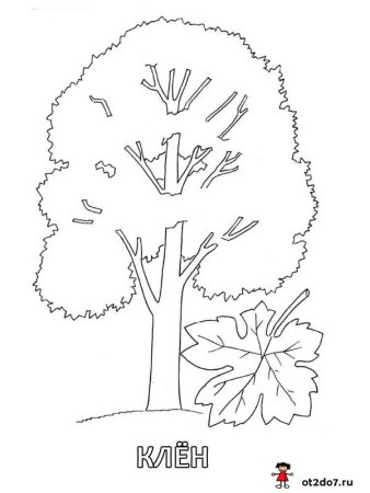 Семена липы раскраска