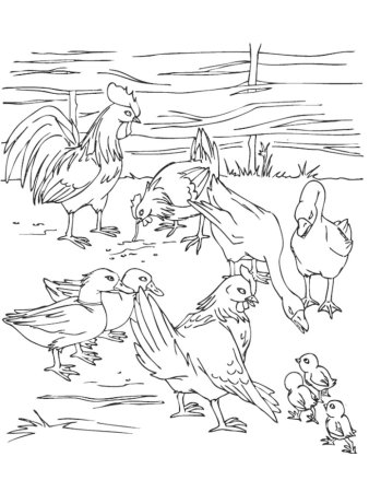 Раскраска птичий двор