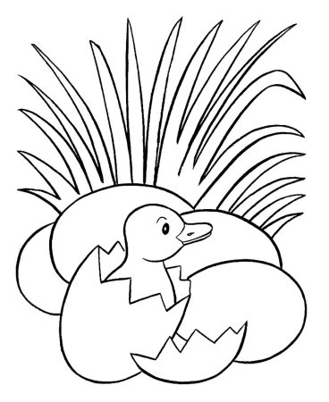 Цыпленок и утенок Сутеев раскраска