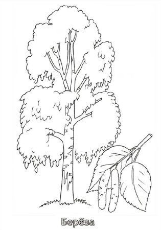 Береза раскраска для детей