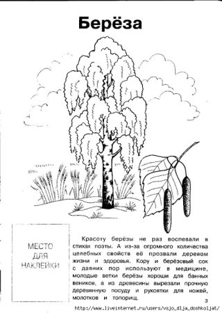 Береза рисунок