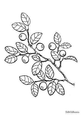 Лесные ягоды раскраска