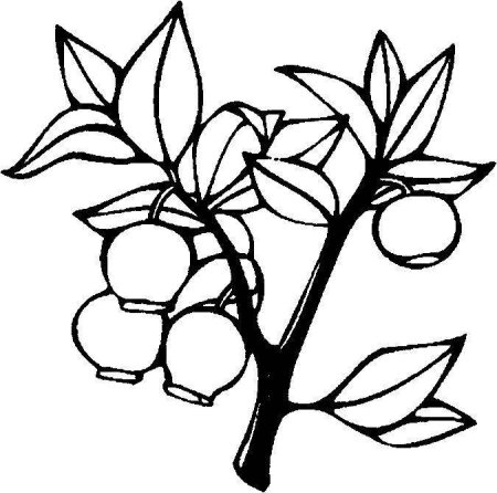 Контуры ягод для раскрашивания