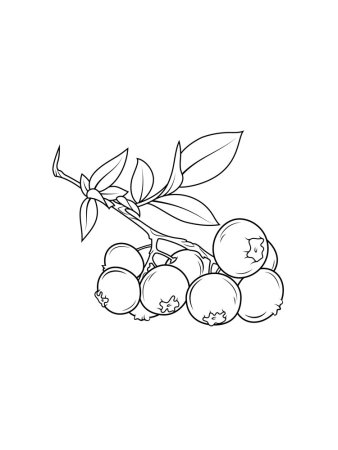Черника раскраска для детей