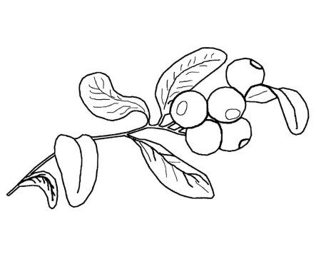 Голубика раскраска