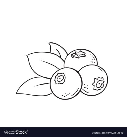 Клюква раскраска для детей