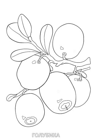 Черника рисунок чб