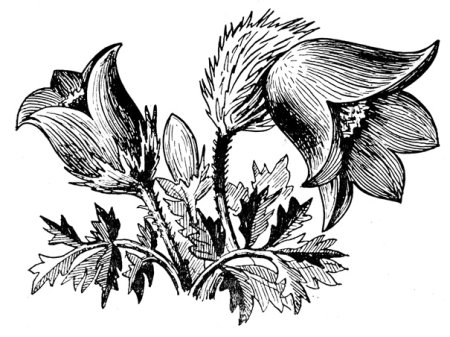 Прострел Крымский сон-трава карандашом