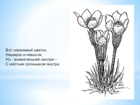 Сон трава раскраска