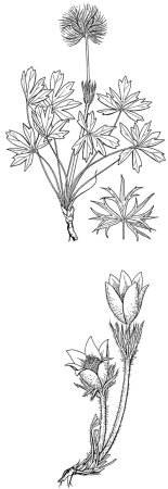 Прострел обыкновенный корневище